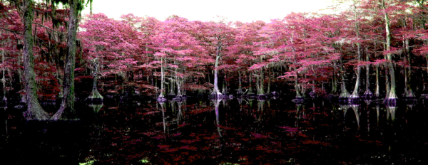 Cypress Chorus