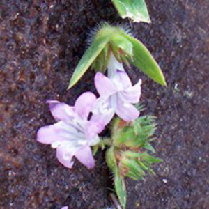 Lilac Divine