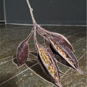 Seed Pod